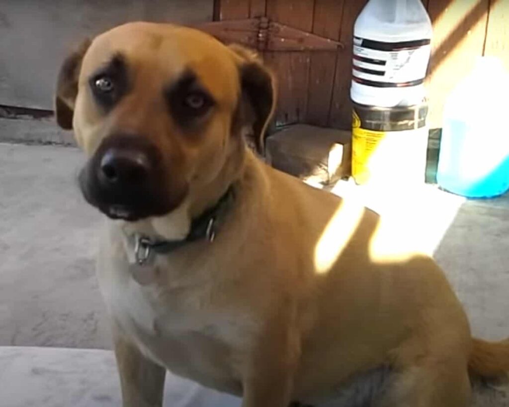 German Shepherd Corgi Mix