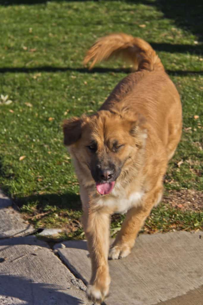 German Shepherd Golden Retriever Mix