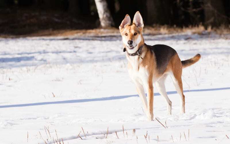 German Shepherd Greyhound
