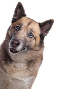 German Shepherd Husky Mix