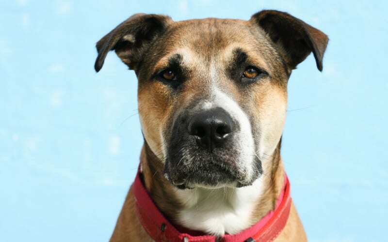 German Shepherd Pitbull Face