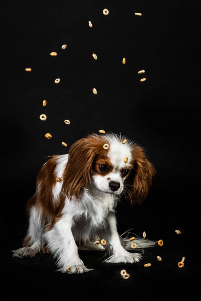 Give Dogs Cheerios As Treats