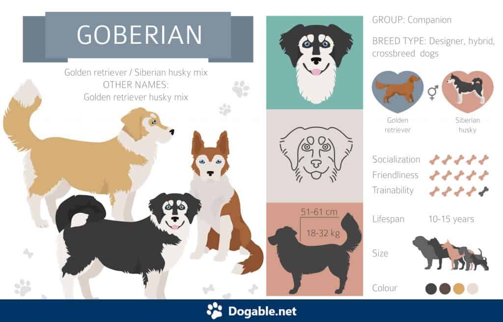 Goberian Infographic