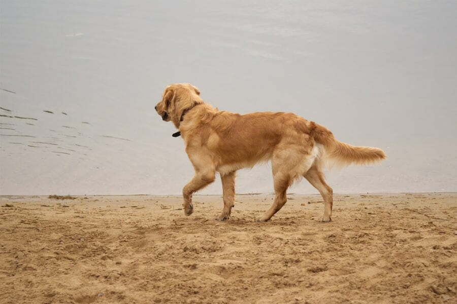 Golden Irish Dog