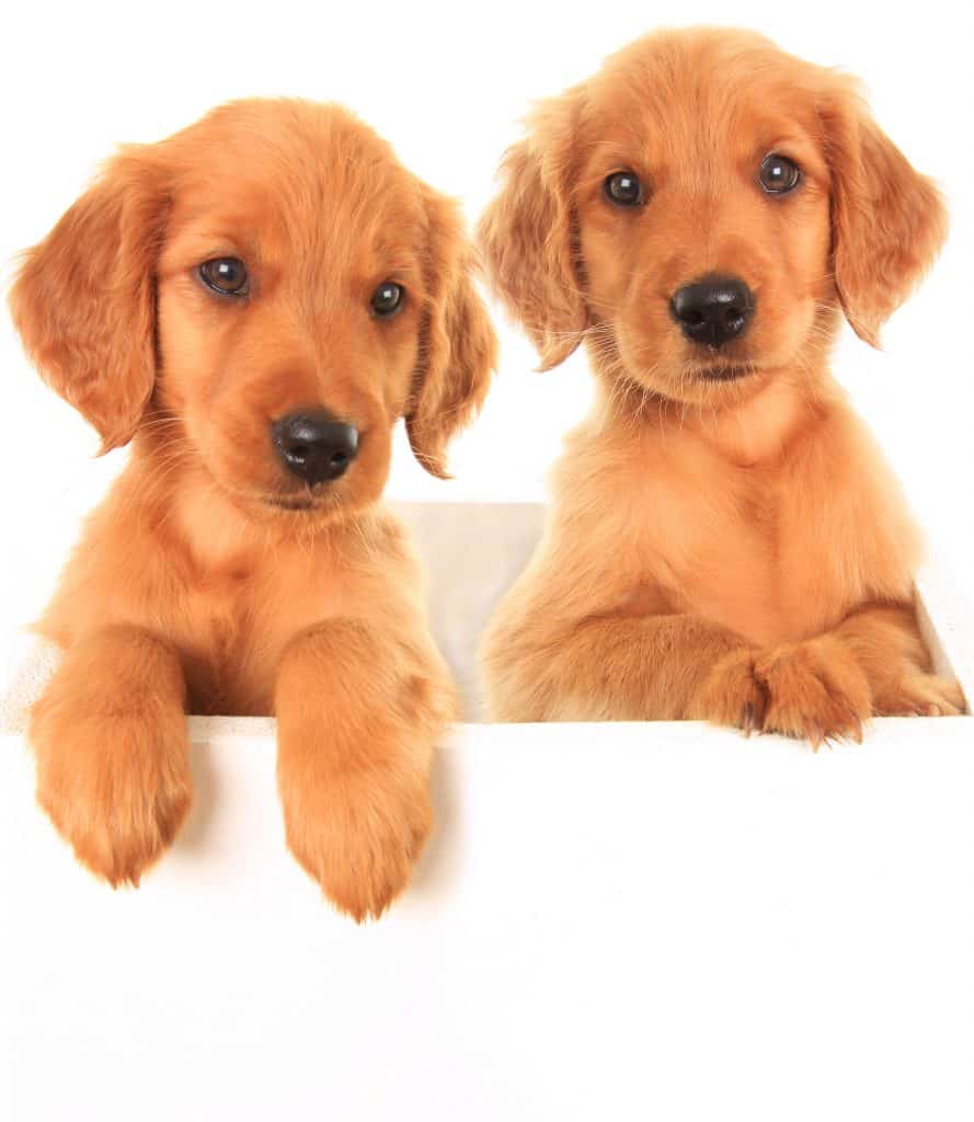 Golden Irish Puppies
