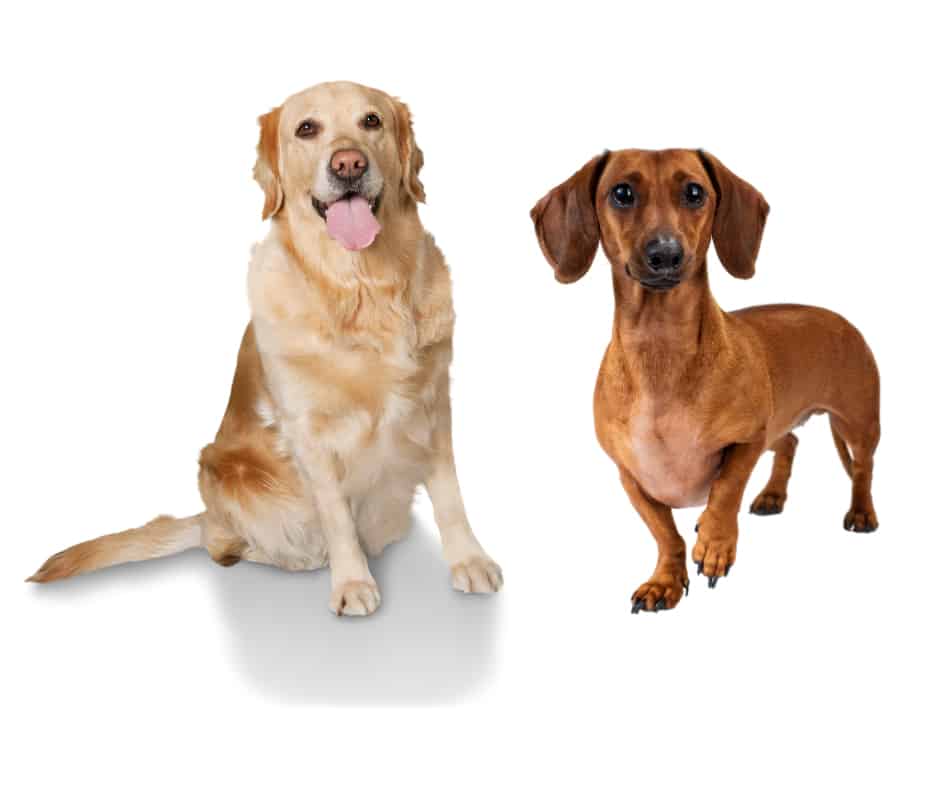 Golden Retriever And A Dachshund