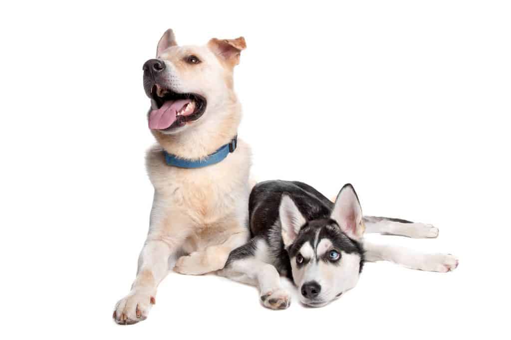 Golden Retriever And Husky