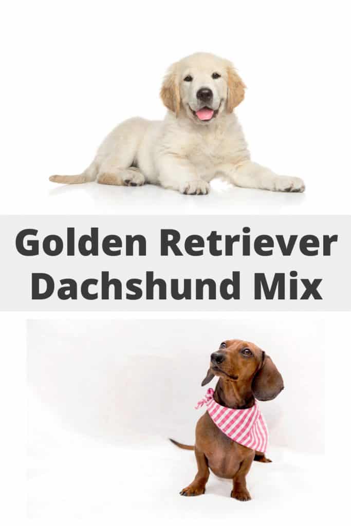 Golden Retriever Dachshund Mix