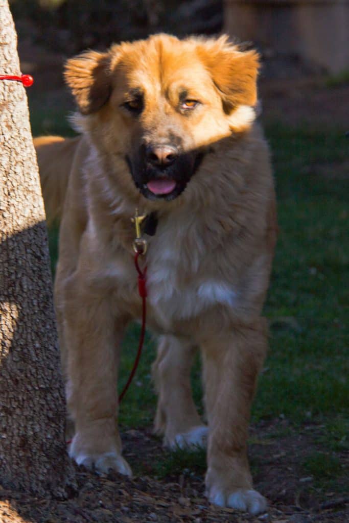 Golden Retriever German Shepherd Mix