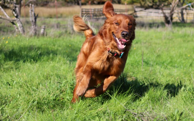 Golden Retriever Running
