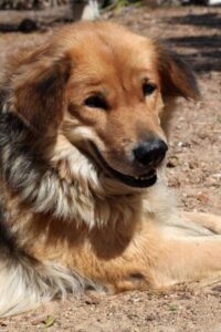 Golden Shepherd