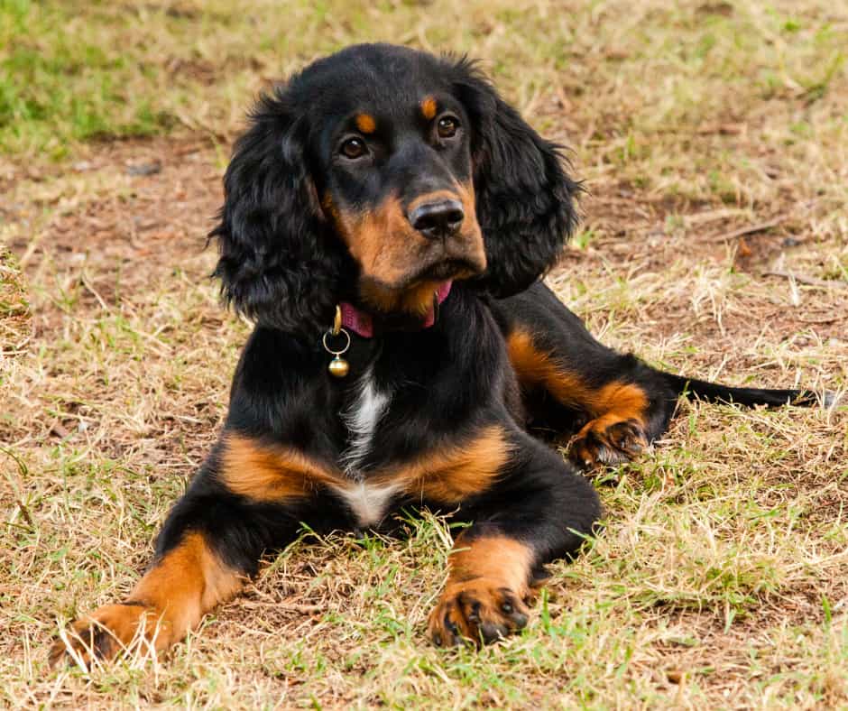 Gordon Setter Puppy For Sale