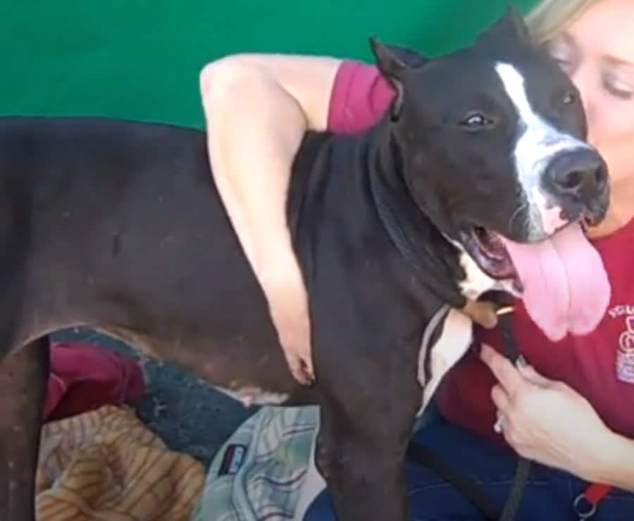 Great Dane Pitbull Mix