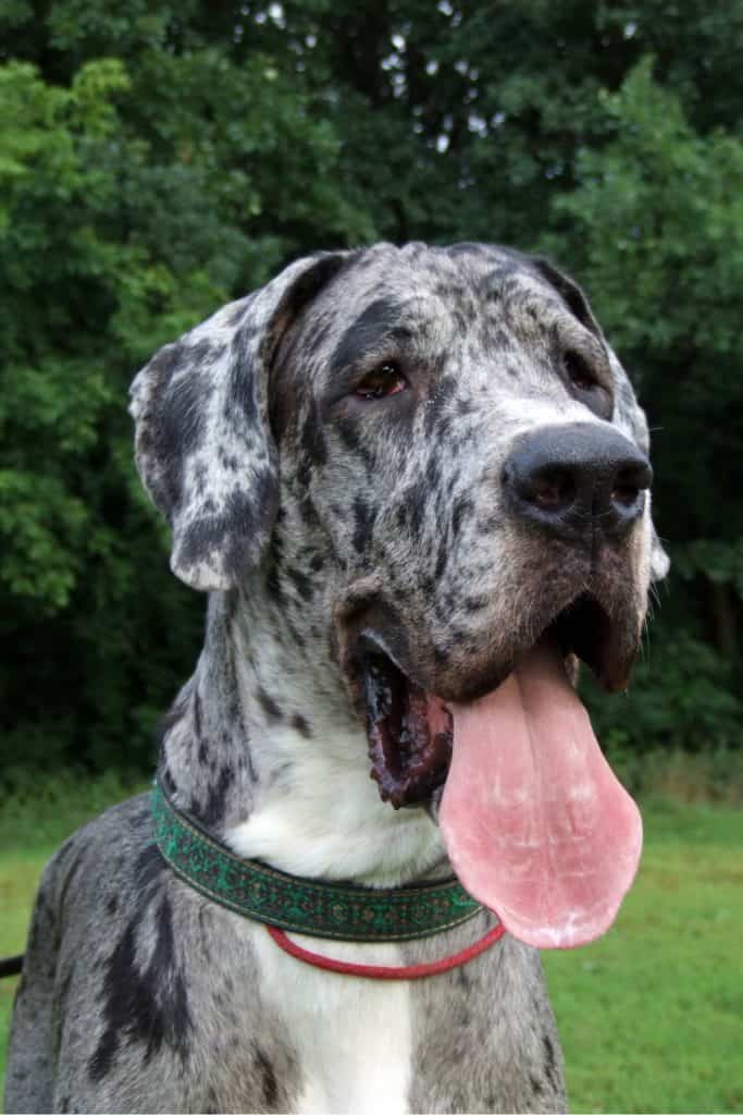 Great Dane Rescue