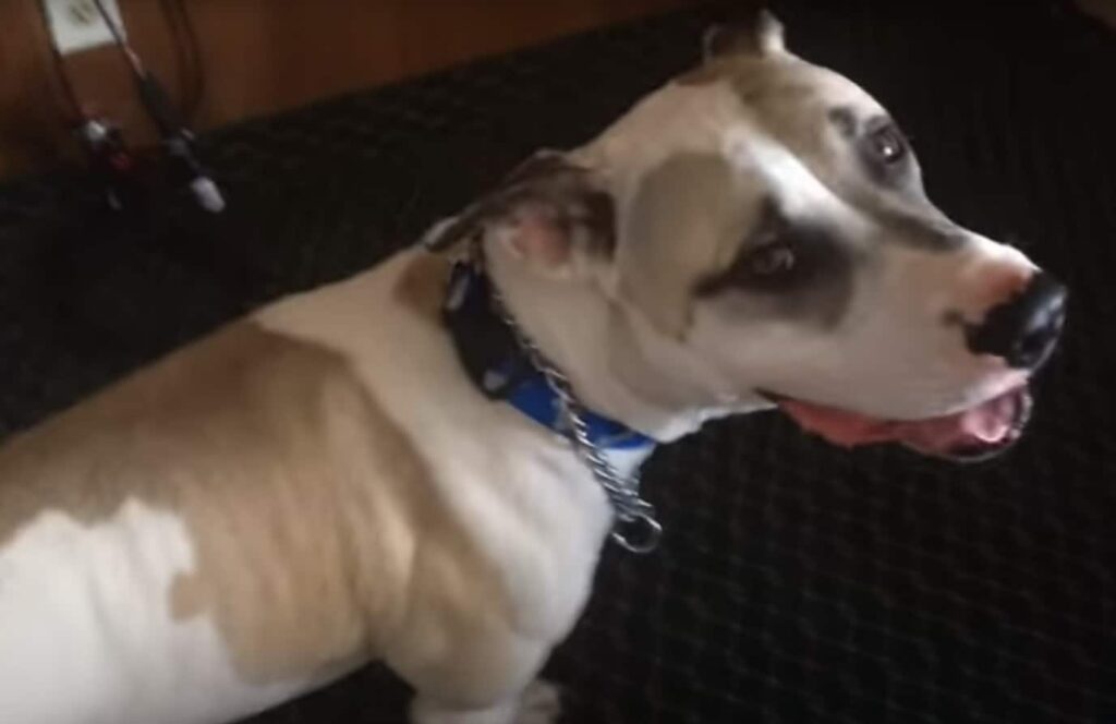 Great Danebull