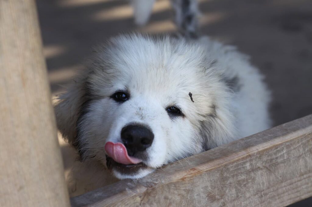 Great Pyrenees Puppy