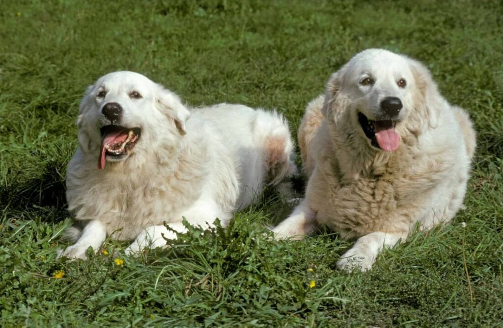 Great Pyrenees Together