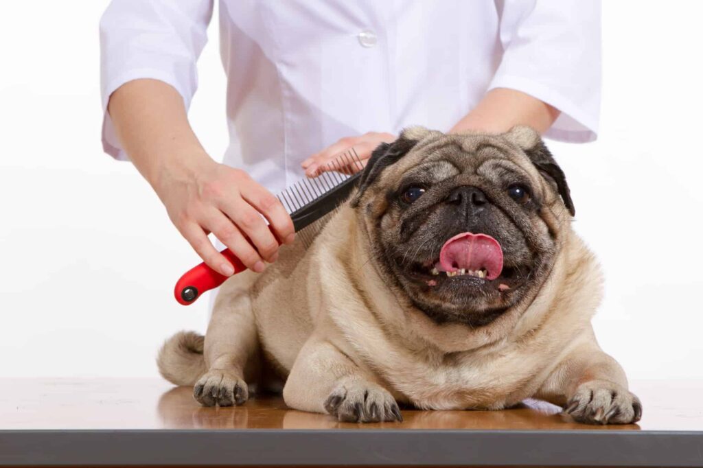 Grooming A Pug
