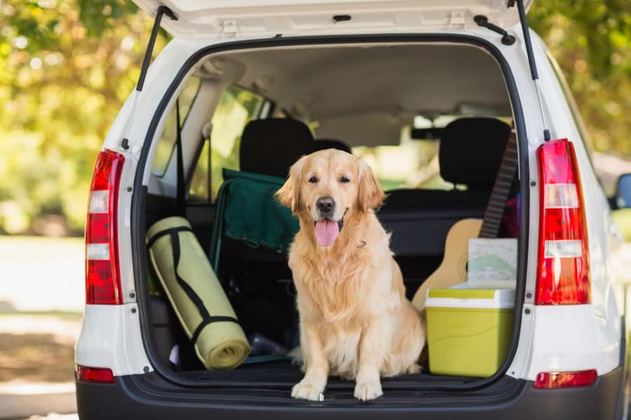 Ground Shipping For Dogs