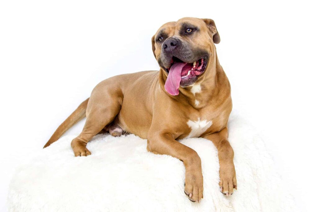 Happy Pitbull