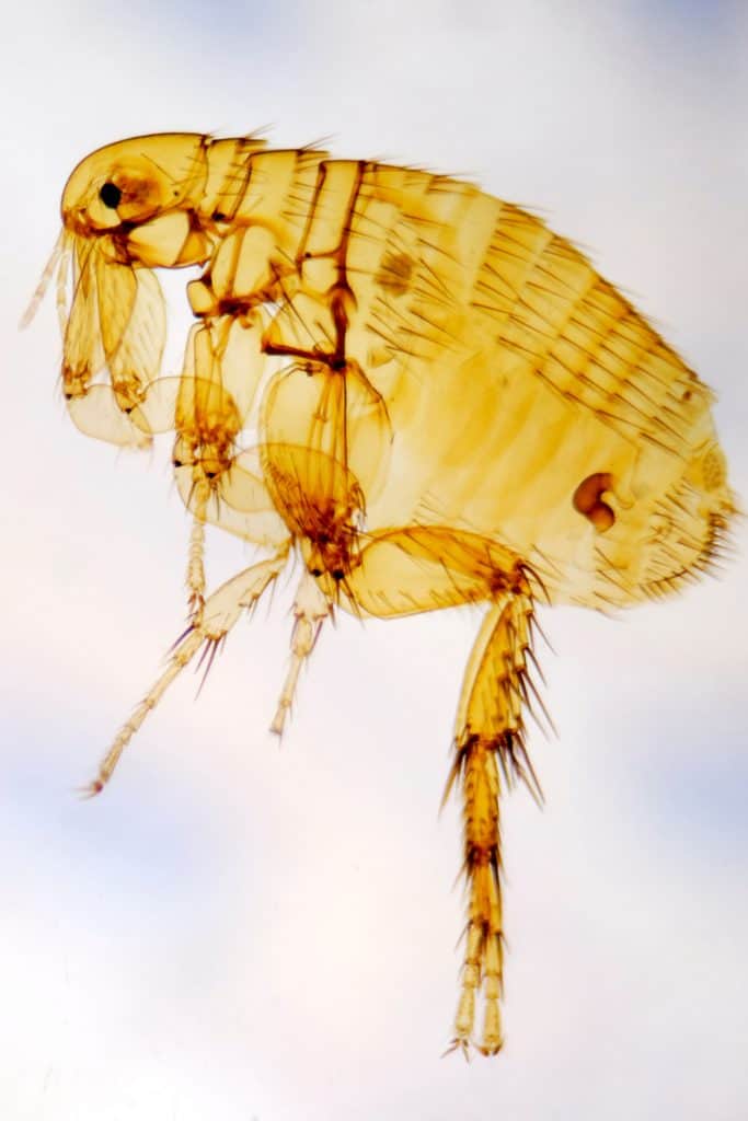 How Effective Is Flea Medication
