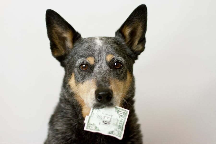 How Much Does It Cost To Ship A Dog