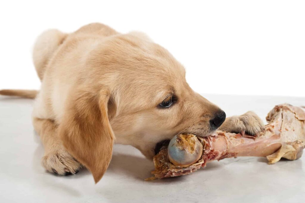 How Much Raw Food To Feed Puppy