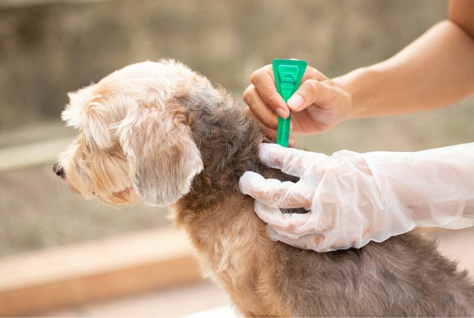 How To Apply Flea Drops