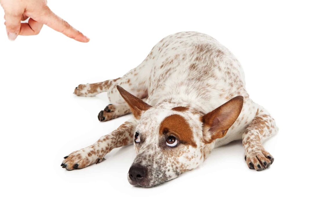 How To Discipline A Dog