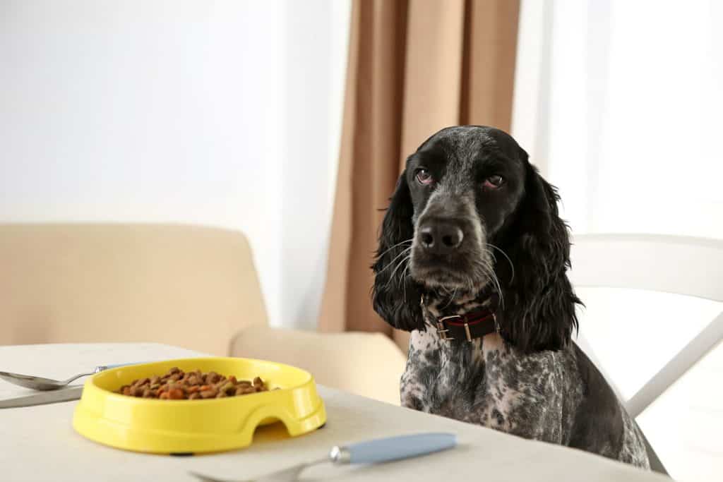 How to Fatten up a Dog Quickly