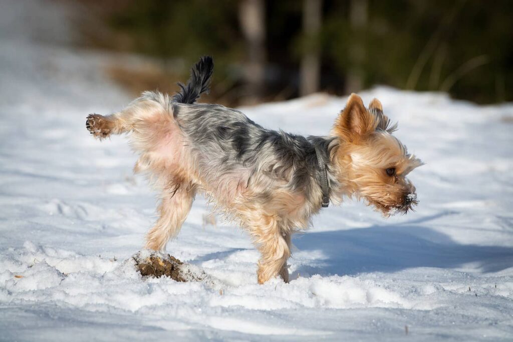 How To Stop Dog From Peeing In House