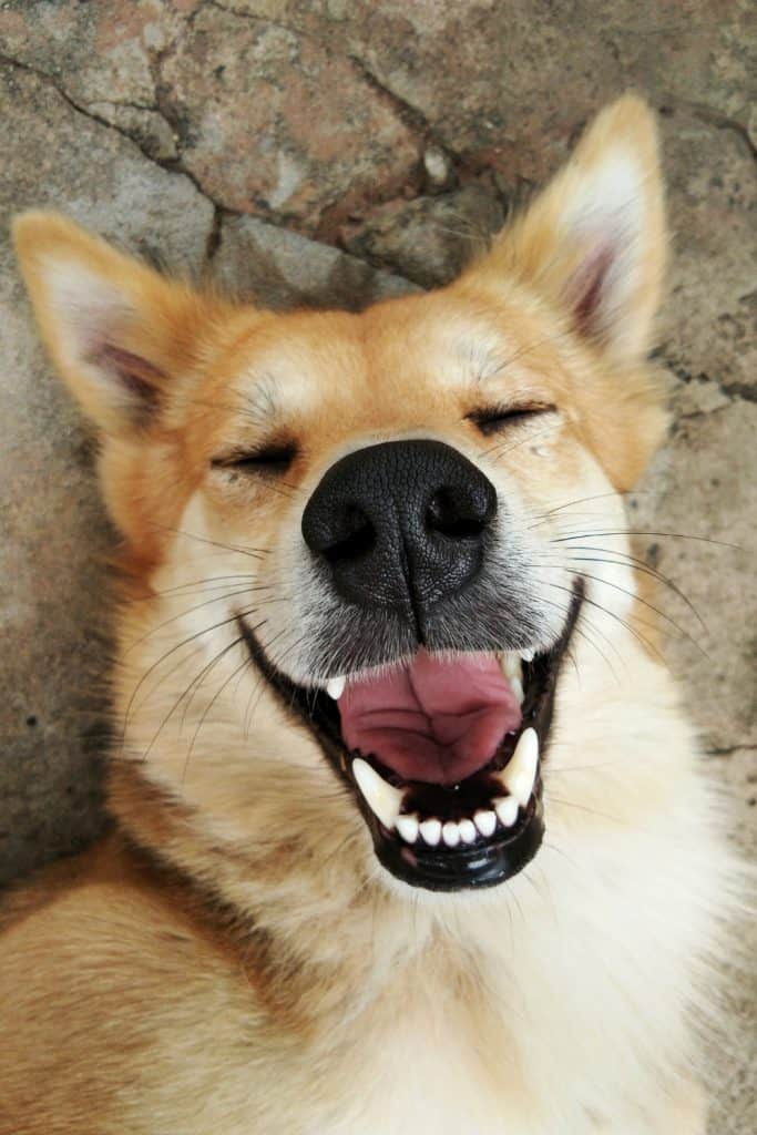 How To Teach Your Dog To smile On Command