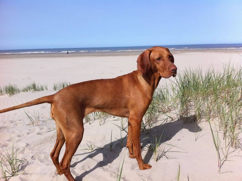 Hungarian Vizsla