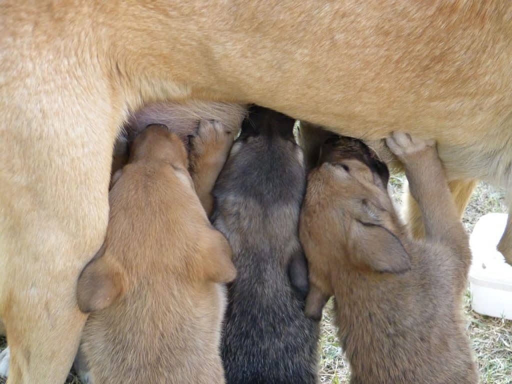 Hungry Dogs Eating