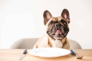 Hungry French Bulldog