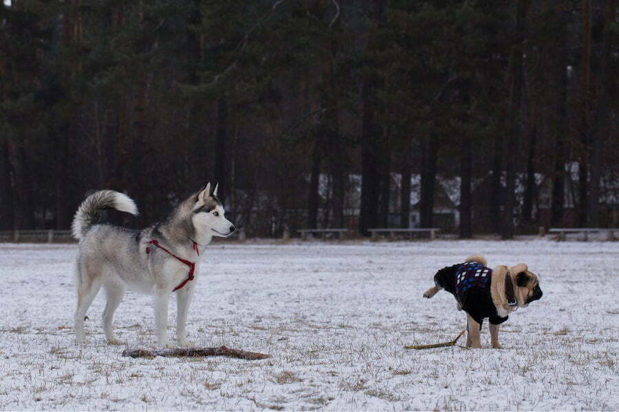 Husky And Pug Together