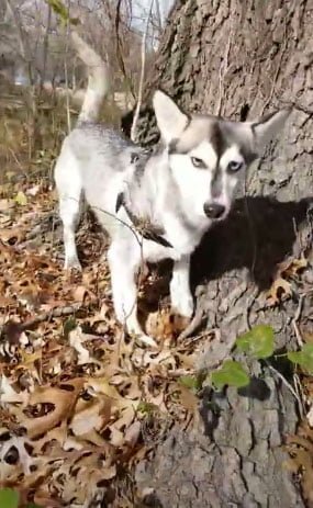 Husky Chihuahua Mix