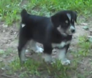 Golden Retriever Husky Mix Puppies For Sale
