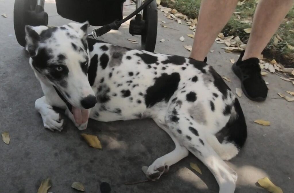 Husky Great Dane Mix