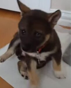 Husky Inu