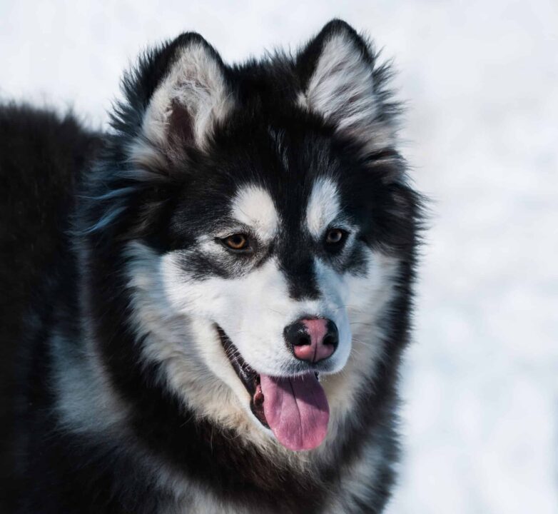 Husky Malamute Mix