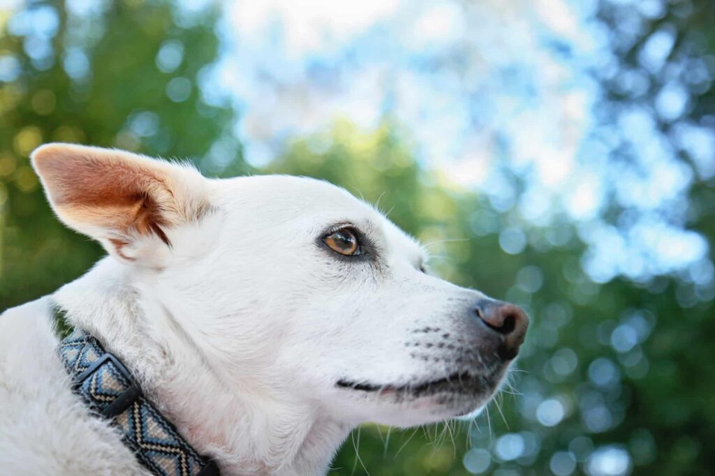 Huskyhuahua