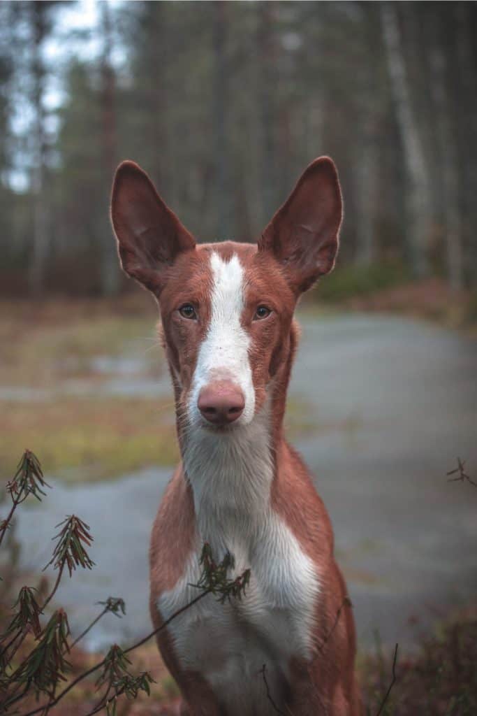 Ibizan Hound Puppy For Sale