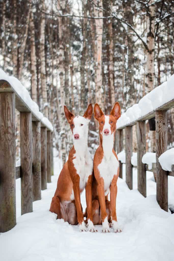 Ibizan Hound Rescue