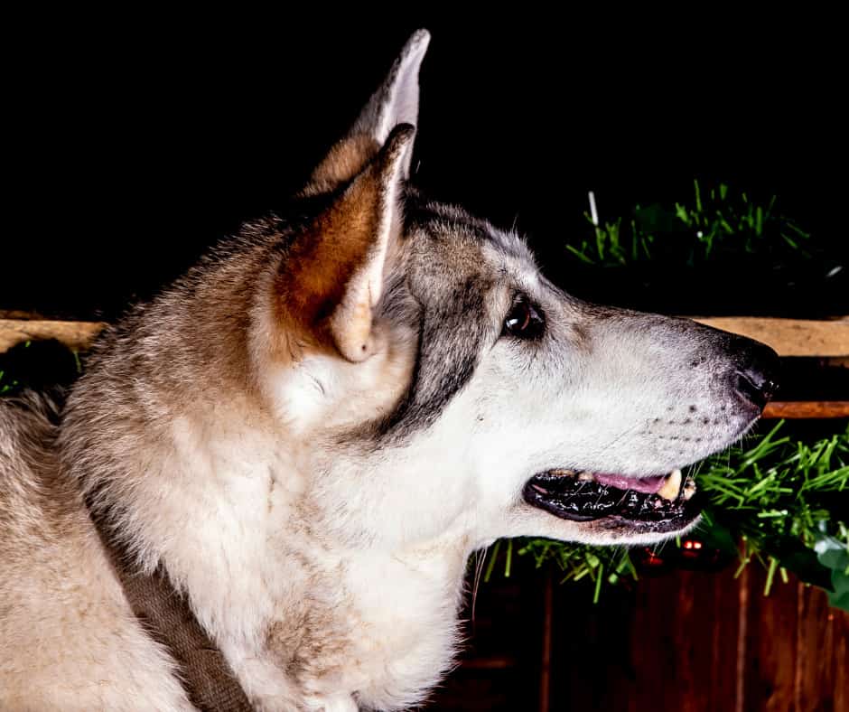Inuit Dog Side Profile
