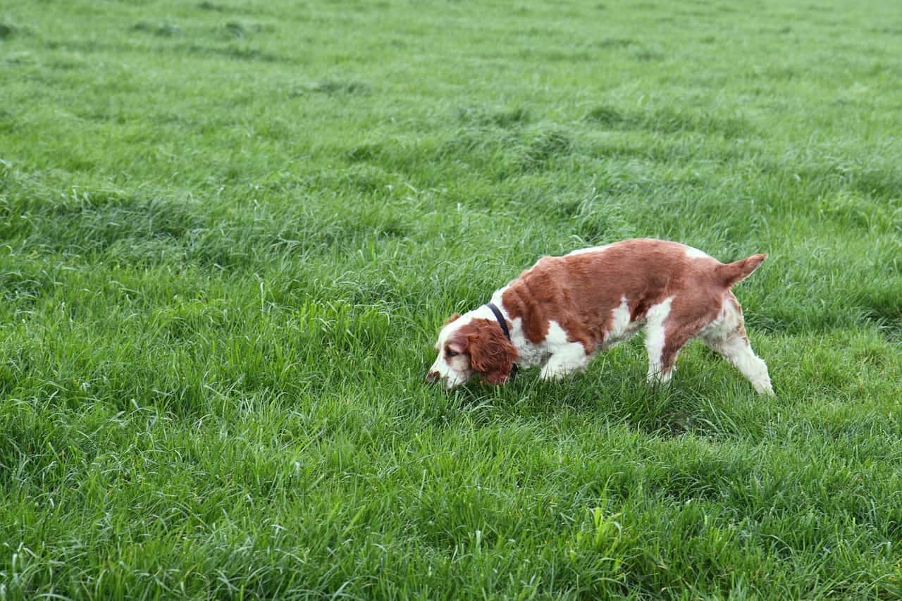 Invisible Dog Fence