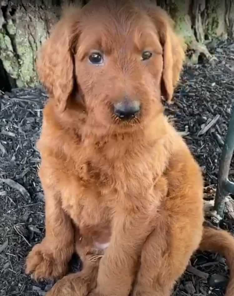 Irish Doodle Puppy For Sale