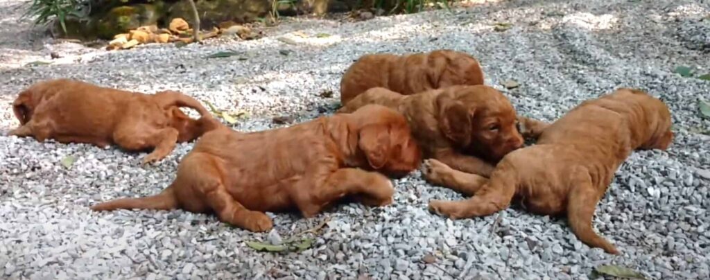 Irish Doodle Rescue
