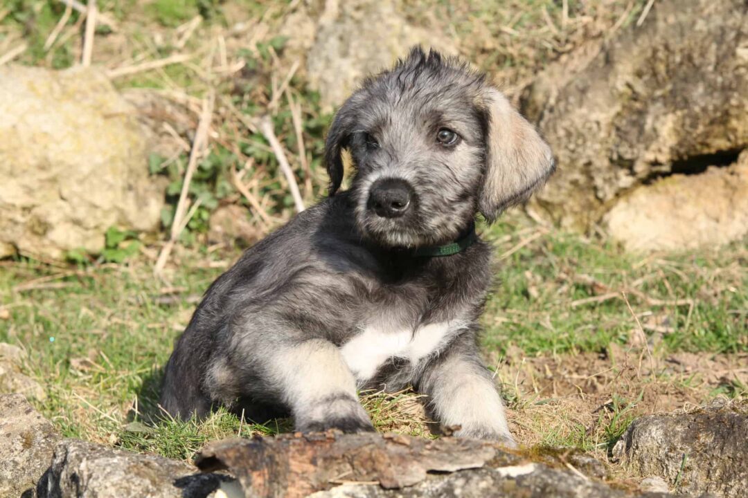 Irish Wolfhound Puppy