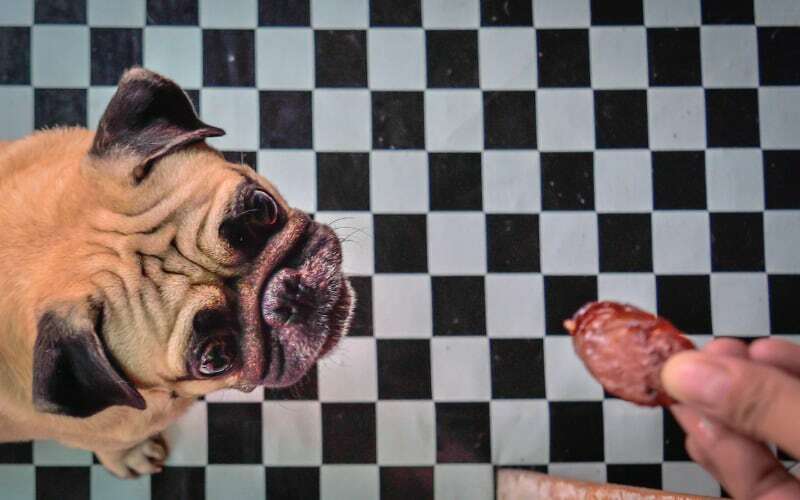 Is Salami Safe For Dogs